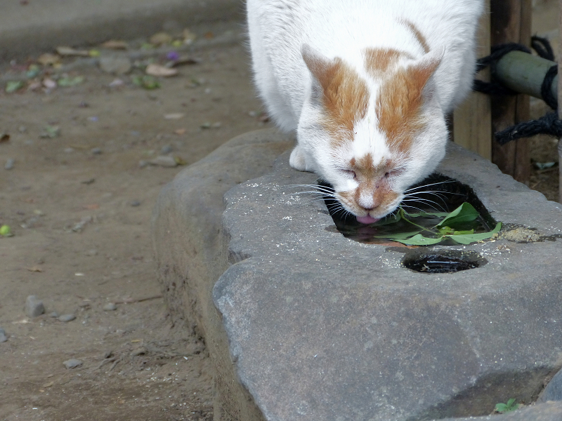 石に溜まった水を飲む白茶猫1