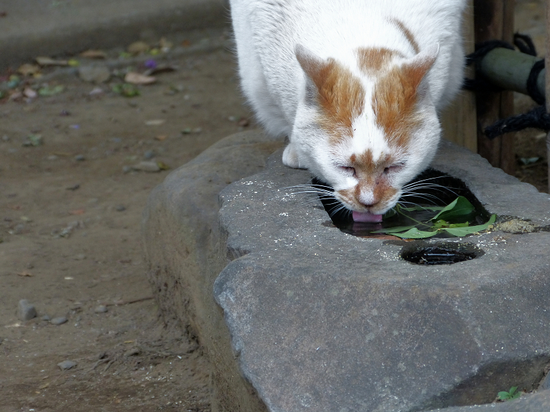 石に溜まった水を飲む白茶猫2