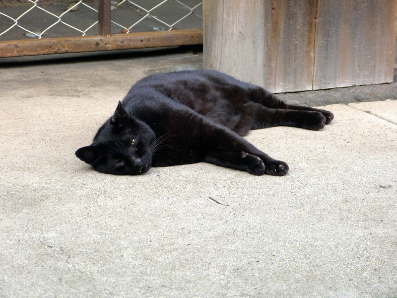 横に寝ている黒猫1