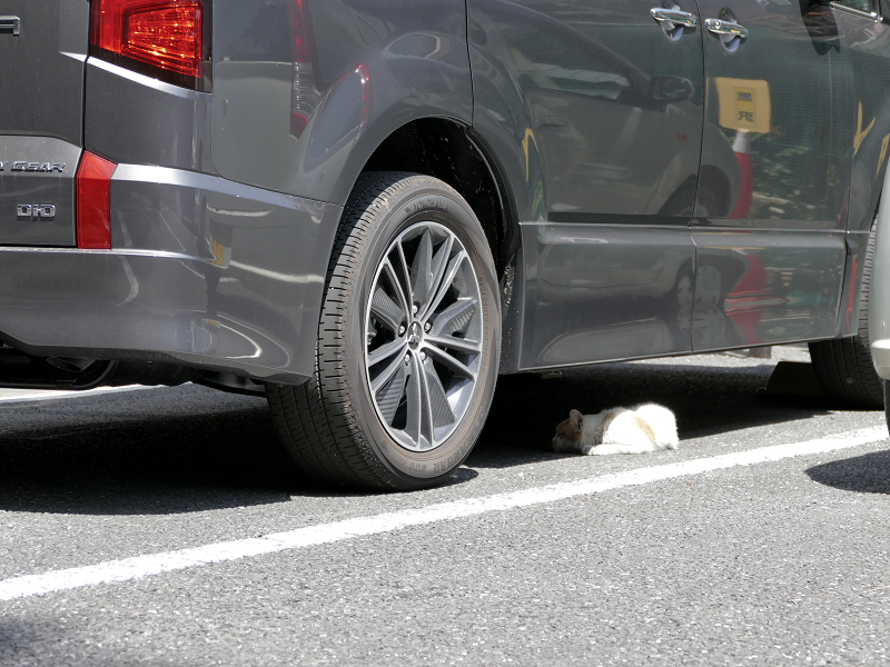 車の下に潜り込んでる茶白猫1