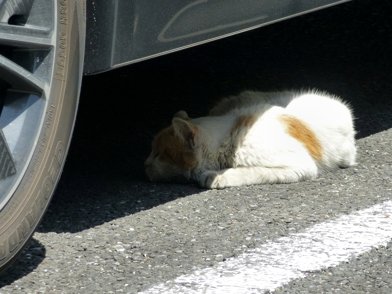 車の下に潜り込んでる茶白猫2