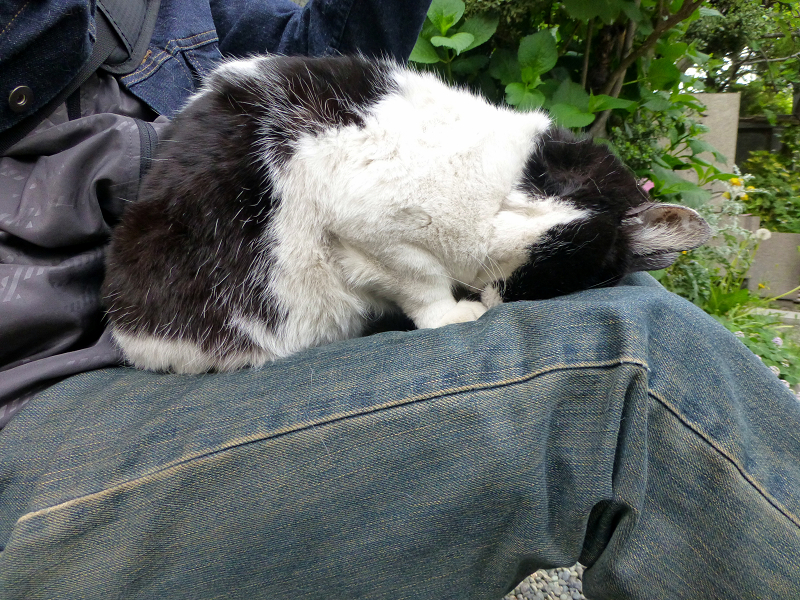 膝でごめん寝する白黒猫
